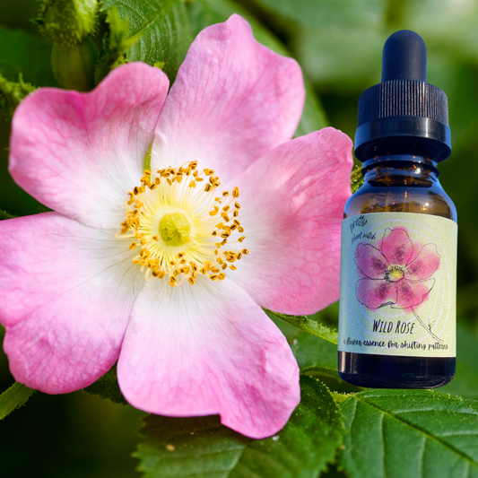 Wild Rose Flower Essence