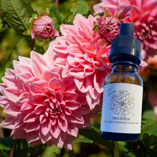 Dahlia Flower Essence