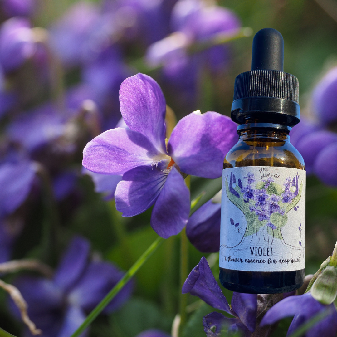 Violet Flower Essence