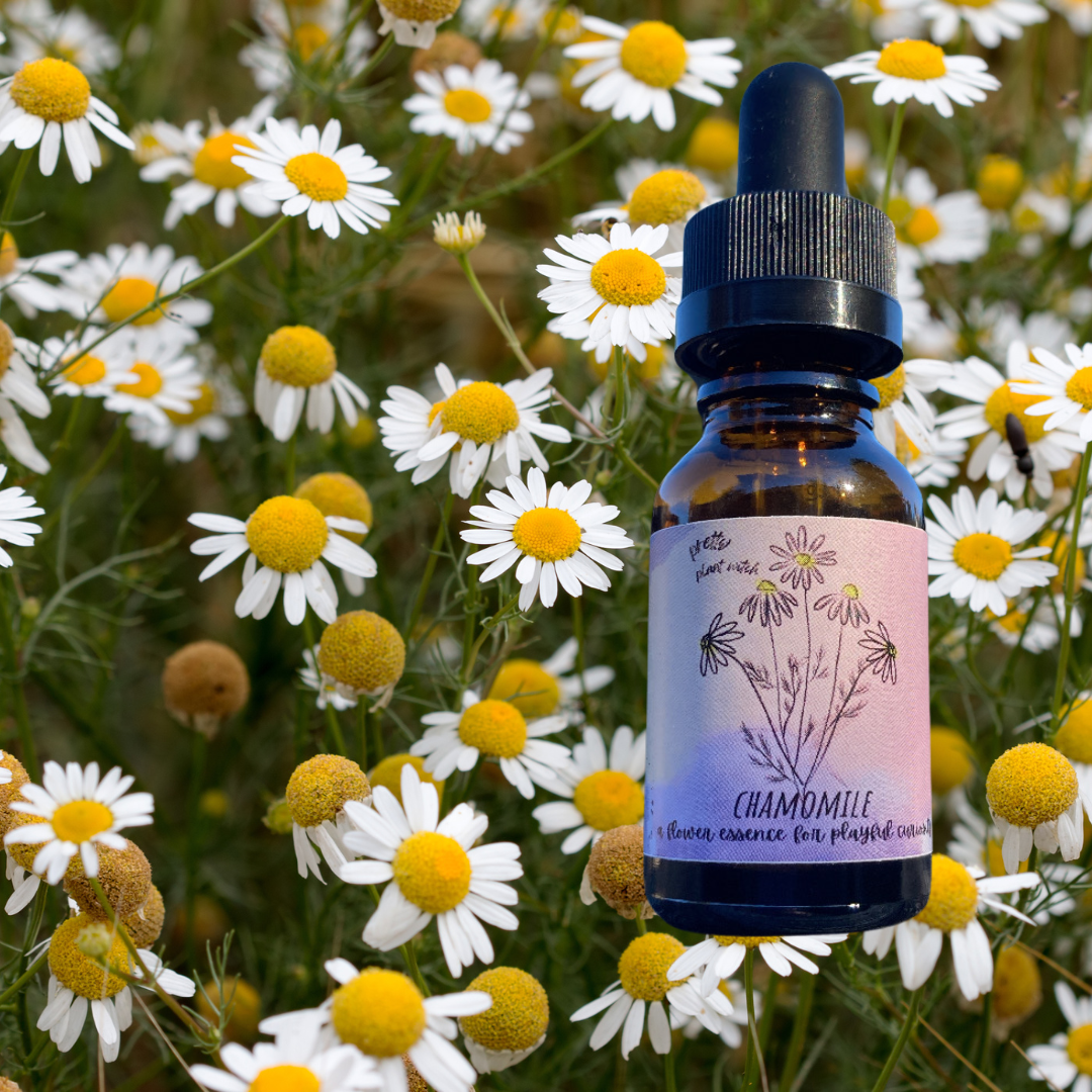 Chamomile Flower Essence