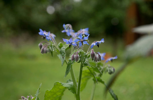 Spring Florascapes- Flower Divination Readings