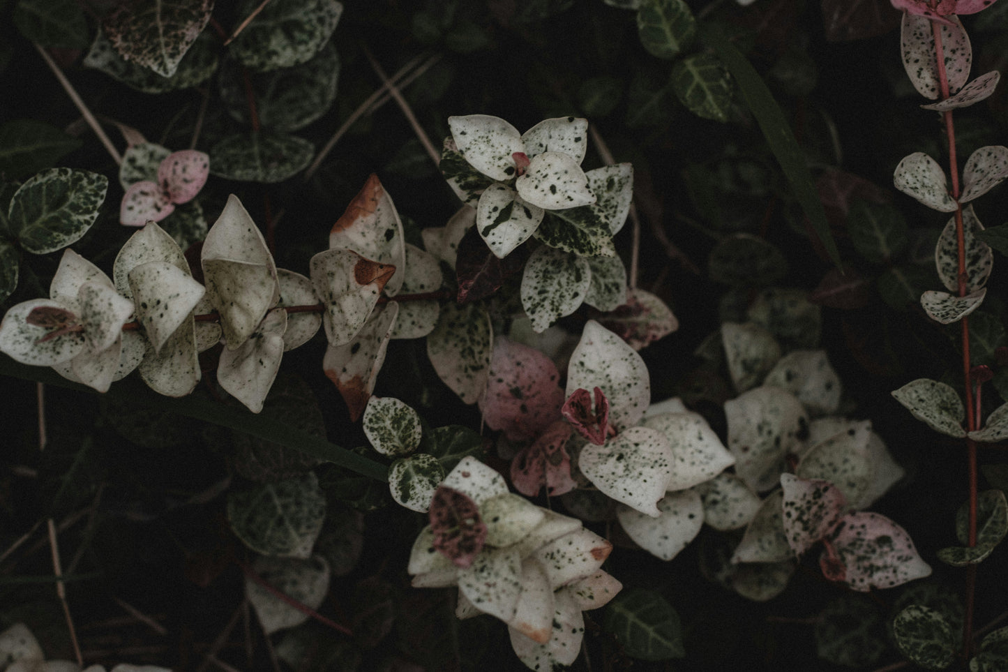 Tender of the Bone Essence