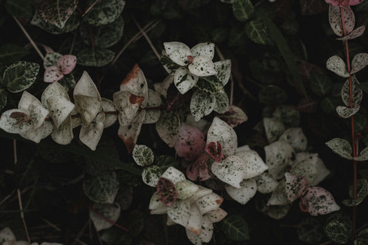 Tender of the Bone Essence